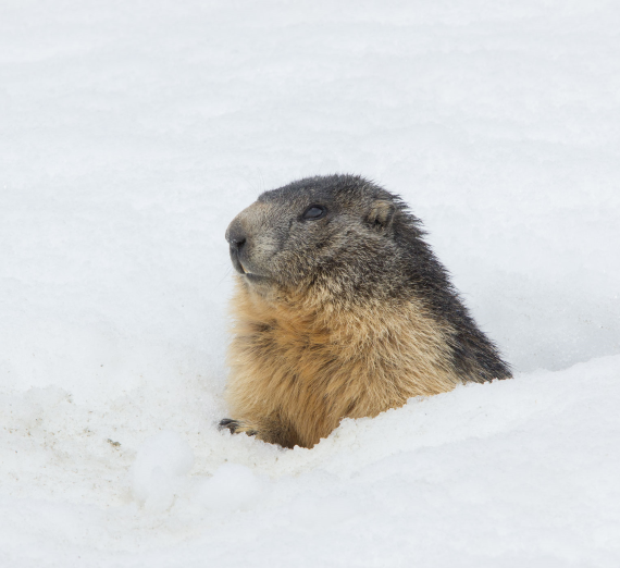 Large Binocular Telescope